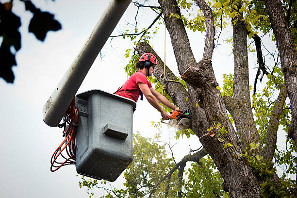 Mulching Services in Palm Springs, FL